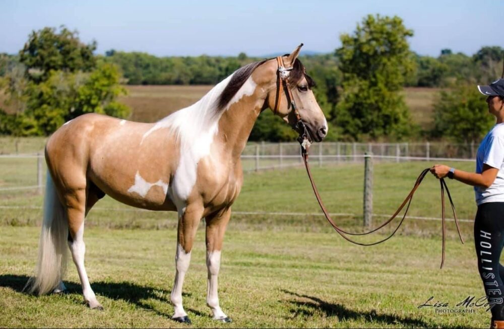 spotted buckskin horse for sale