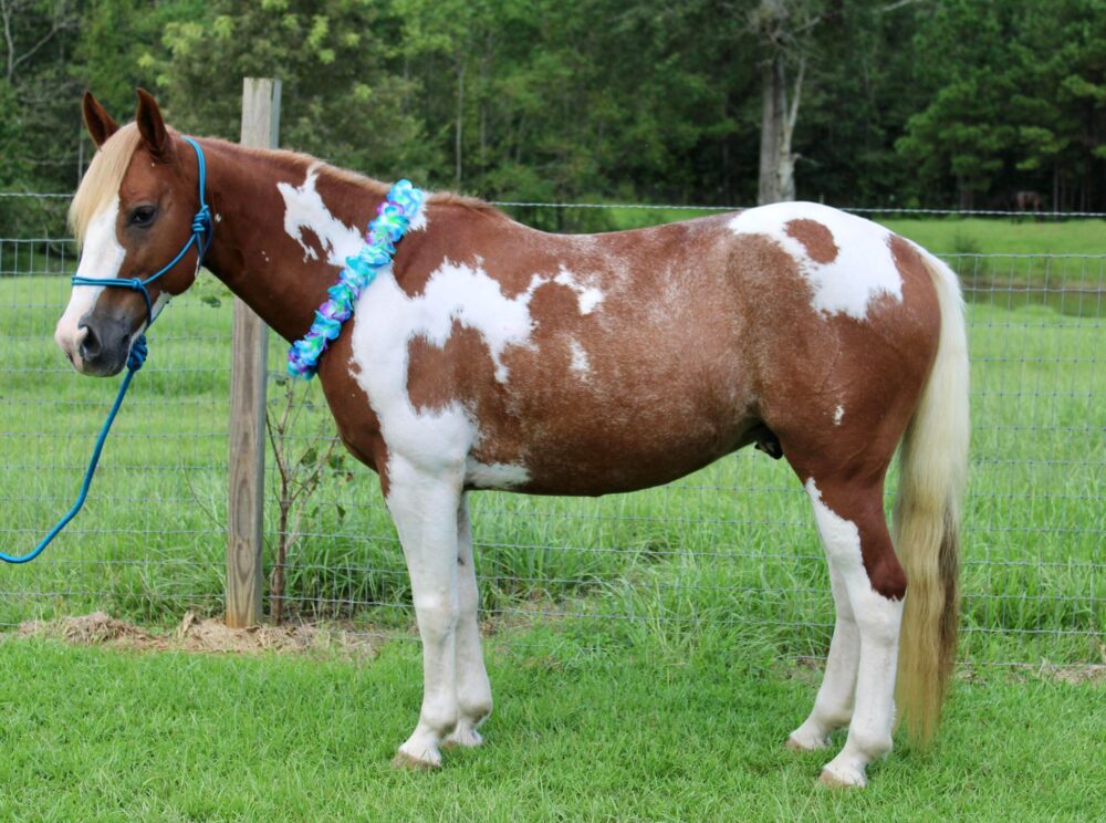 paint quarter pony gelding