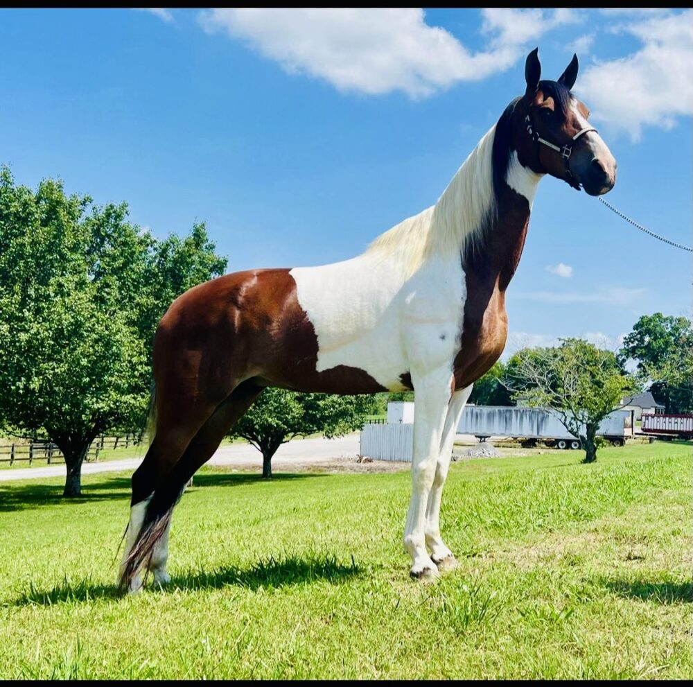 bay white horse for sale