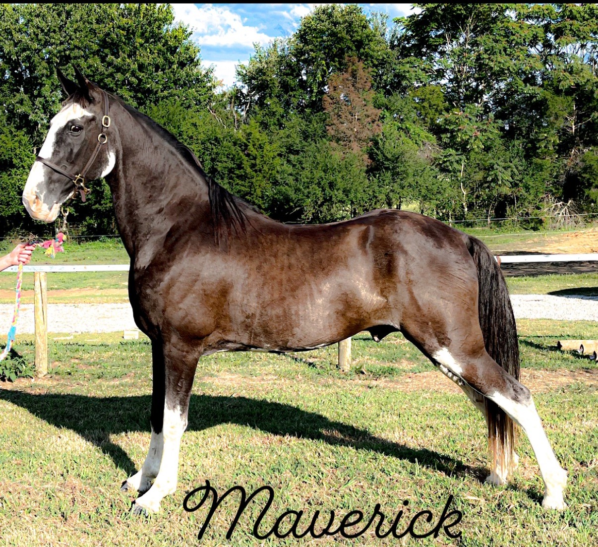 maverick horse