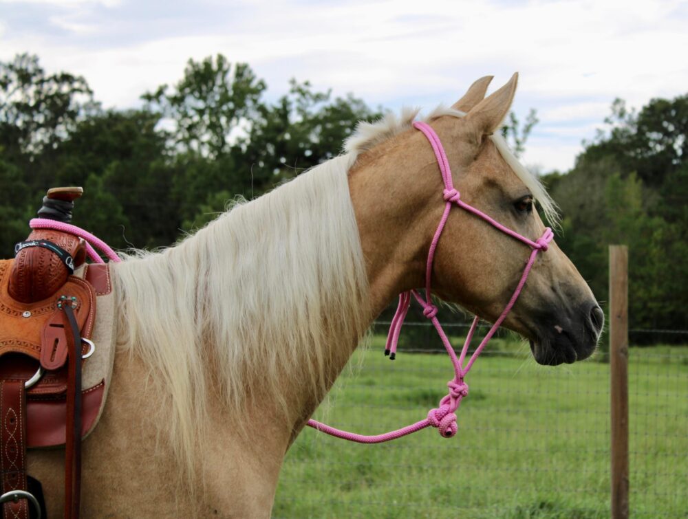 palomino TWH Mare for sale