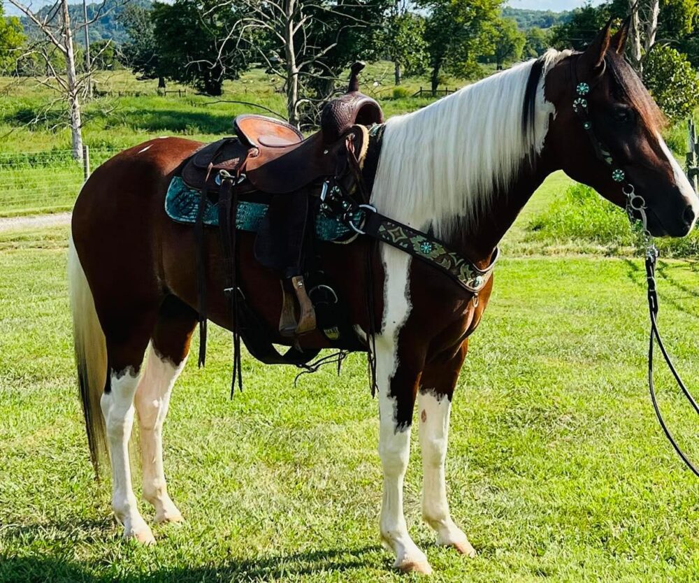 registered spotted saddle gelding for sale