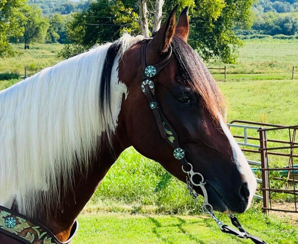registered spotted saddle gelding for sale