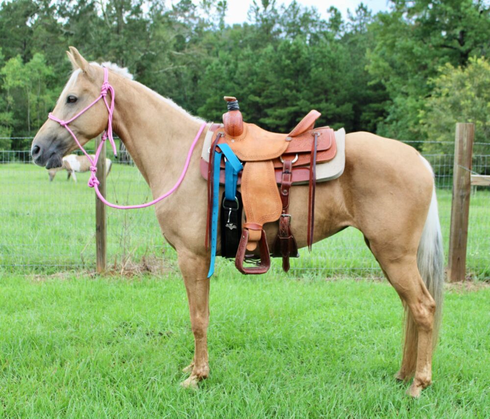 palomino TWH Mare for sale