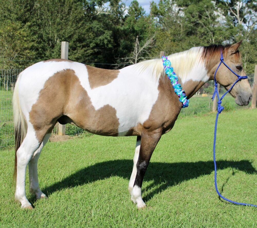 buckskin white paint quarter horse