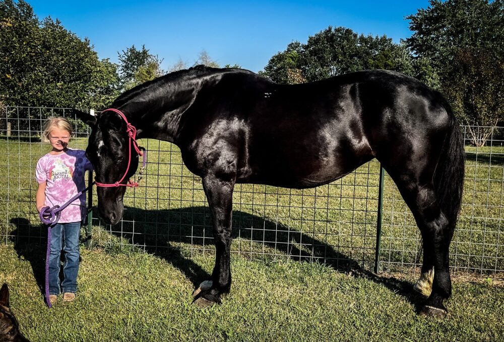 draft cross black mare