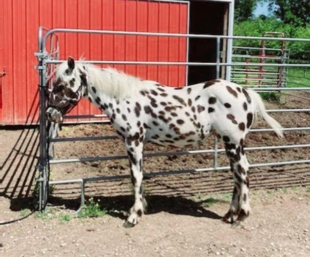 Great Leopard Appaloosa Flashy Colt Hank 𝙉𝙚𝙬 𝙋𝙝𝙤𝙩𝙤𝙨 - Classic Horse Auction