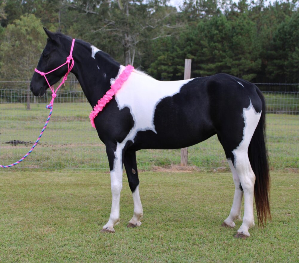 tennessee walking horse mare