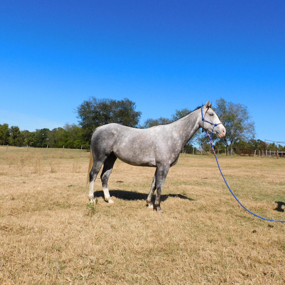 dapple grey quarter horse gelding