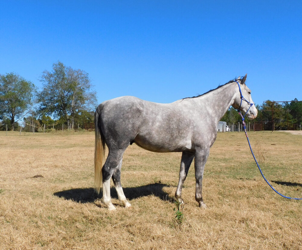 dapple grey quarter horse gelding