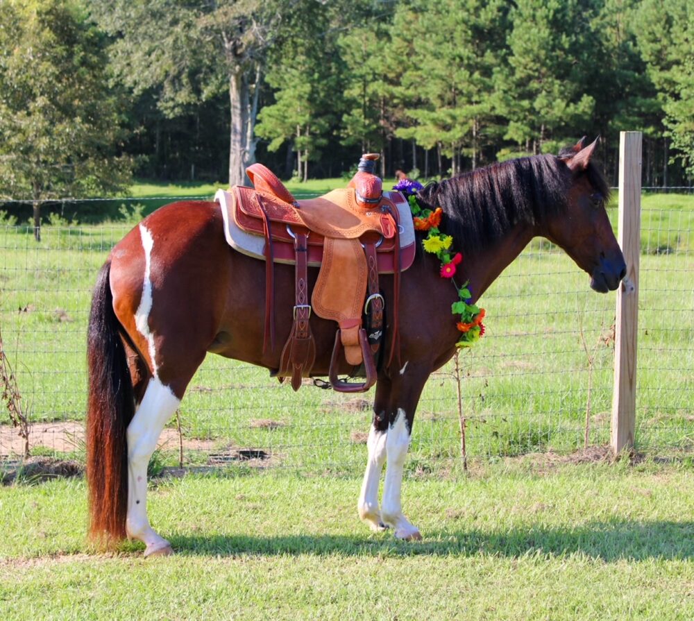 paso fino saddle horse