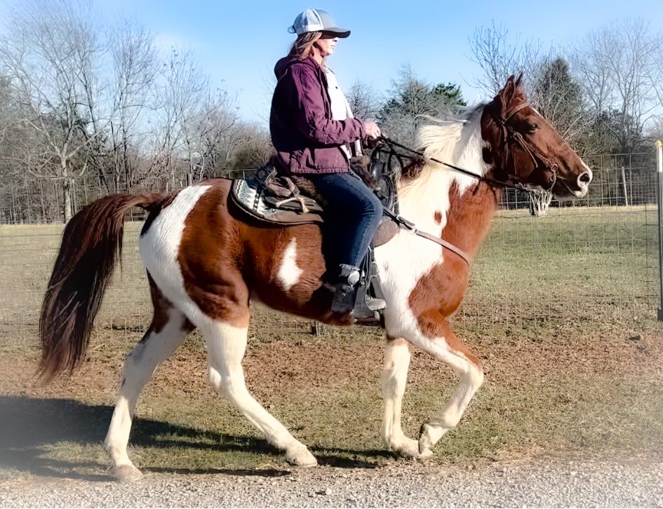 red white spotted saddle horse