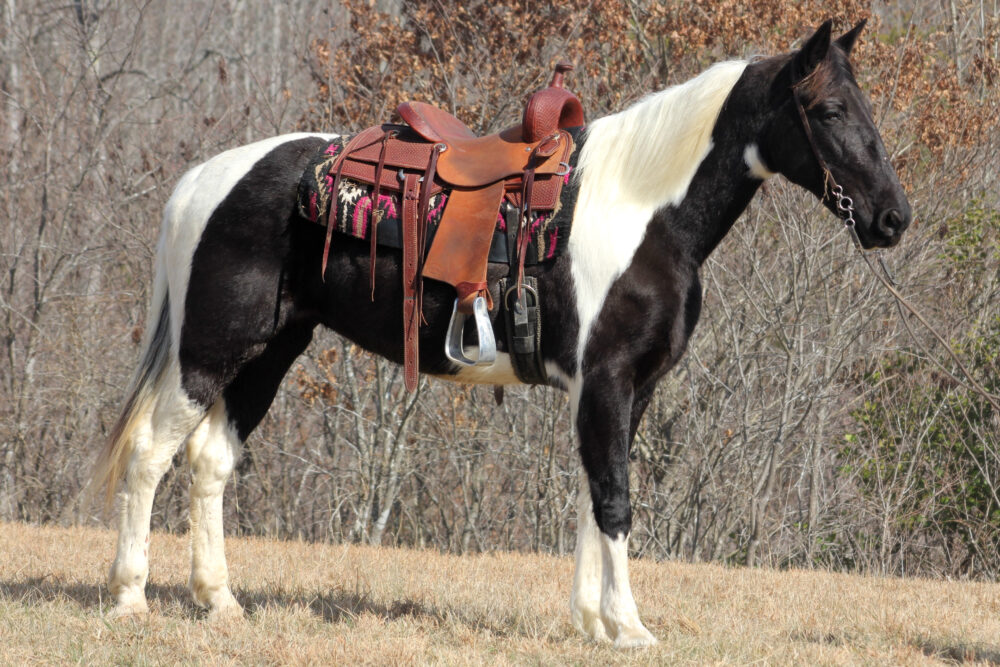 SPOTTED SADDLE HORSE MARE