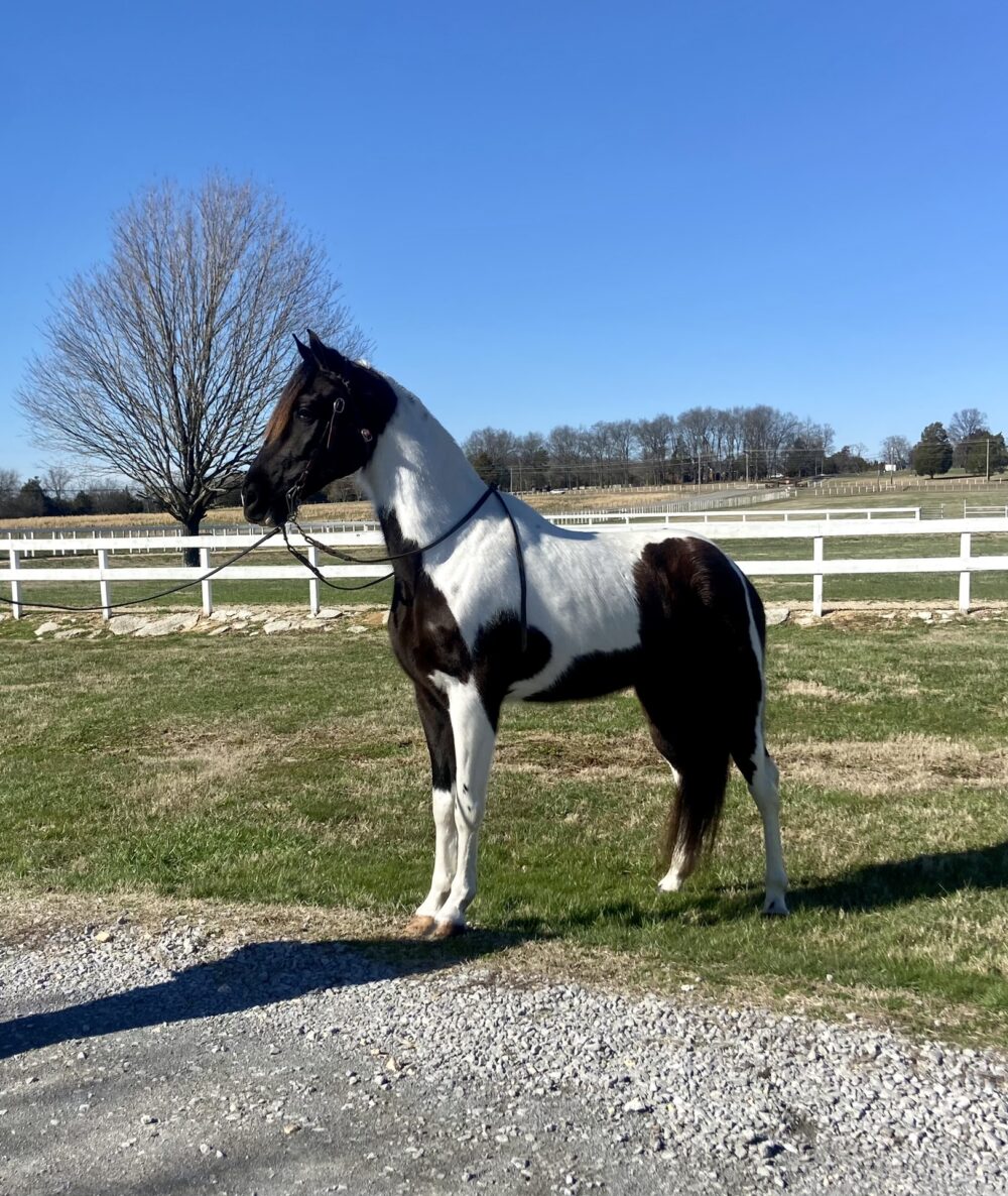 spotted tennessee walking horse