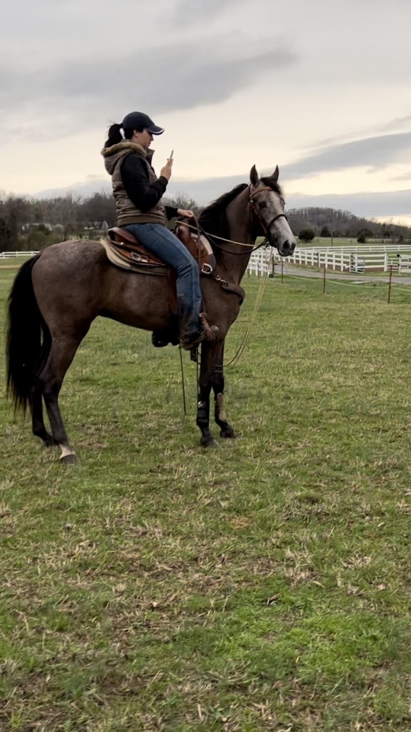 Registered Tennessee Walking Horse
