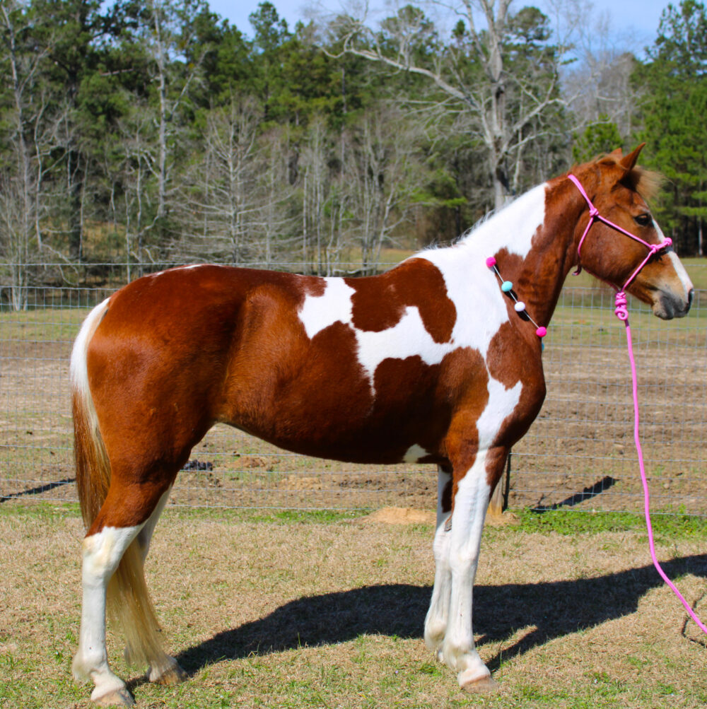 registered tobiano tennessee walking horse mare