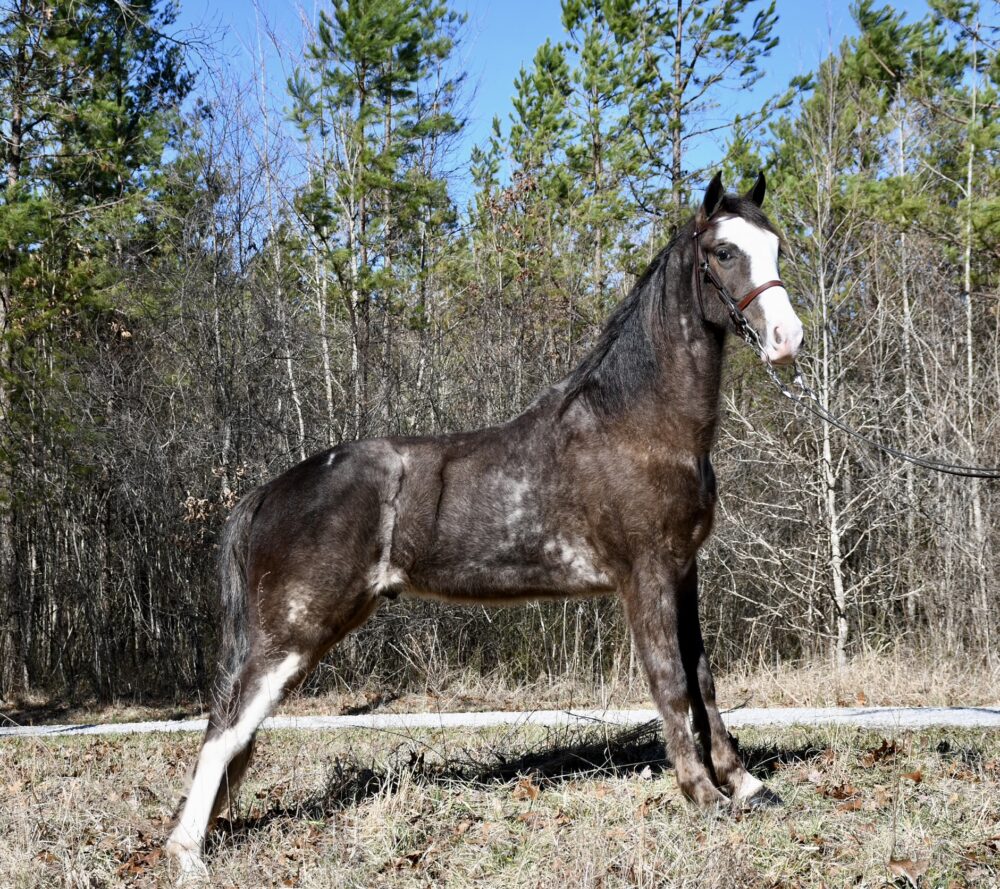 CANTER REGISTERED TENNESSEE WALKING HORSE