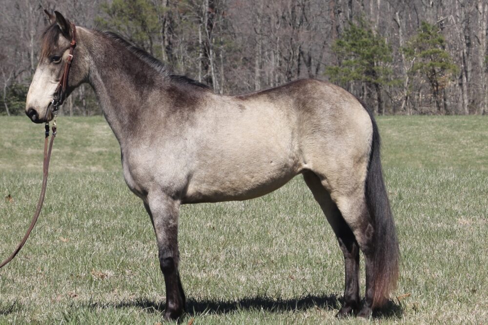 kentucky mountain mare