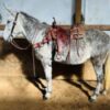 Dapple Gray Molly Mule LAYLA Health Doc Added - Classic Horse Auction