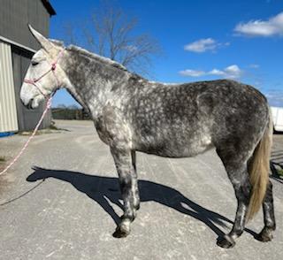 Dapple Gray Molly Mule LAYLA Health Doc Added - Classic Horse Auction