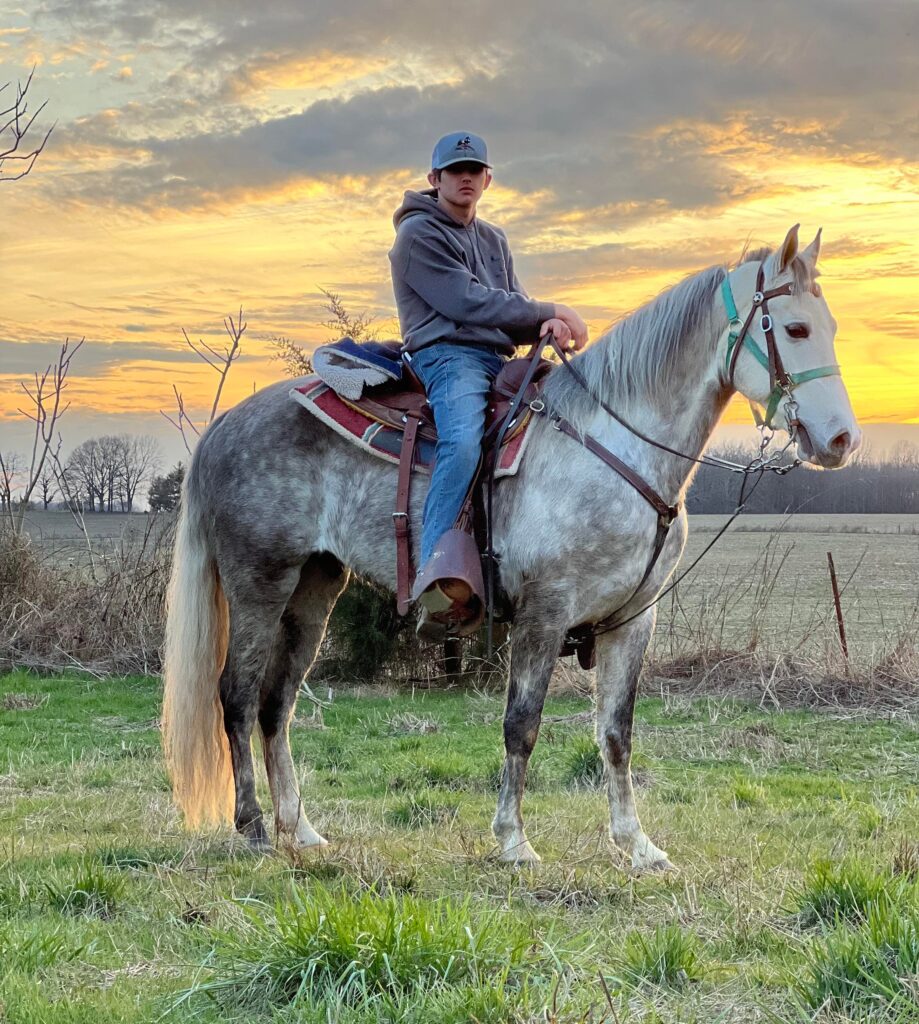 REGISTERED DAPPLE GREY TRAIL DELUXE TENNESSEE WALKING HORSE CLARK KENT -  Classic Horse Auction, image size:919x1024