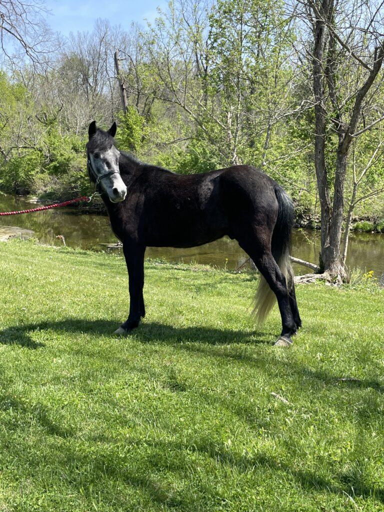 BLACK ROAN QUARTER PONY SILVER - Classic Horse Auction