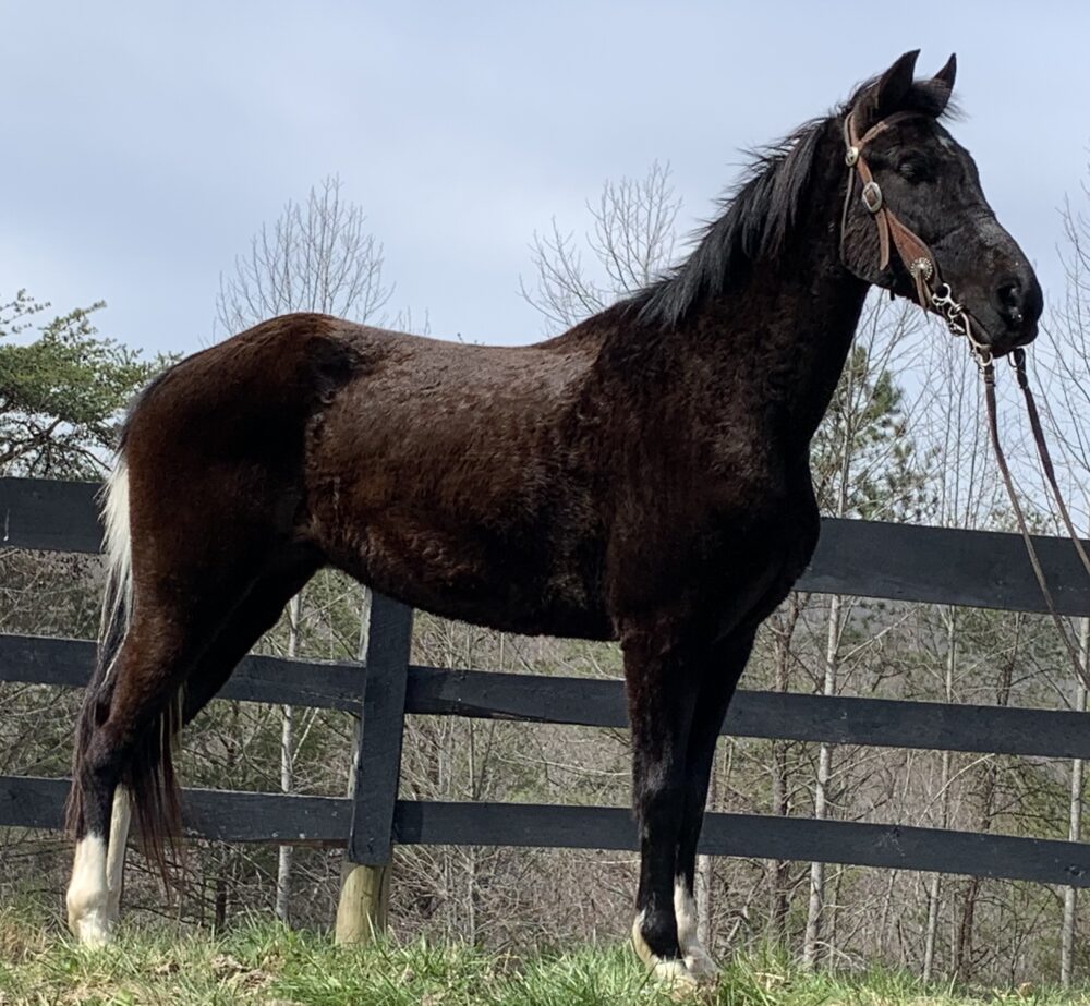 FAMILY SAFE TENNESSEE WALKING HORSE MARE