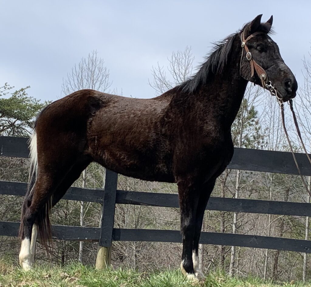 FAMILY SAFE TENNESSEE WALKING HORSE MARE LUCY - Classic Horse Auction