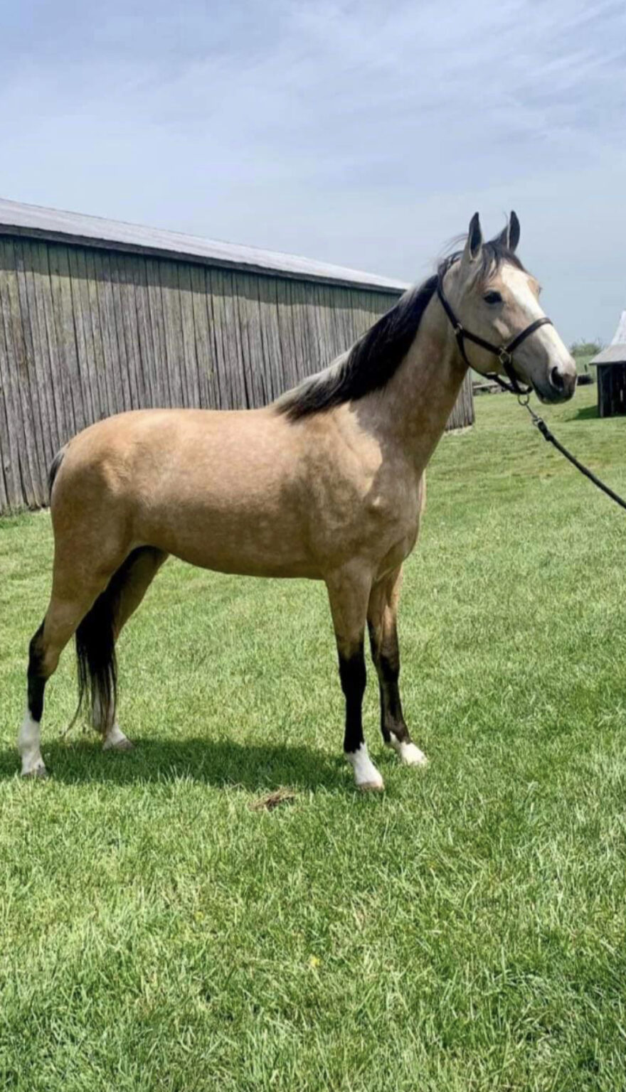 BUCKSKIN TENNESSEE WALKER Juliette - Classic Horse Auction