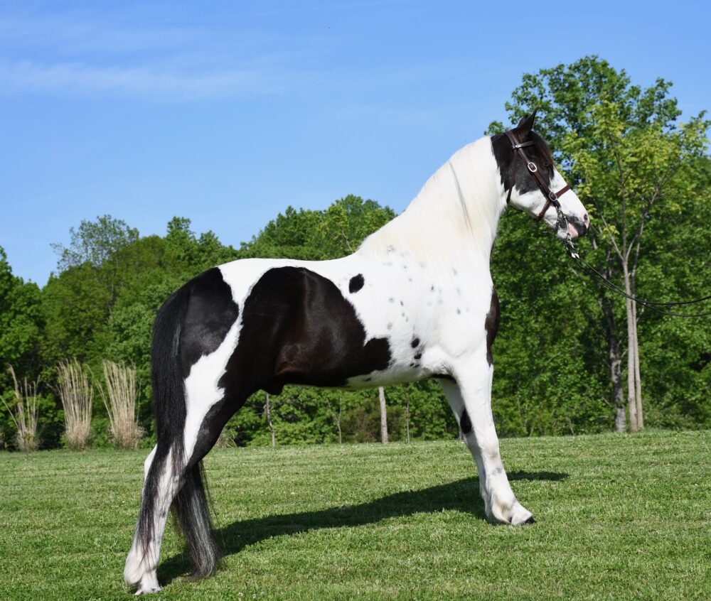 SPOTTED SADDLE HORSE