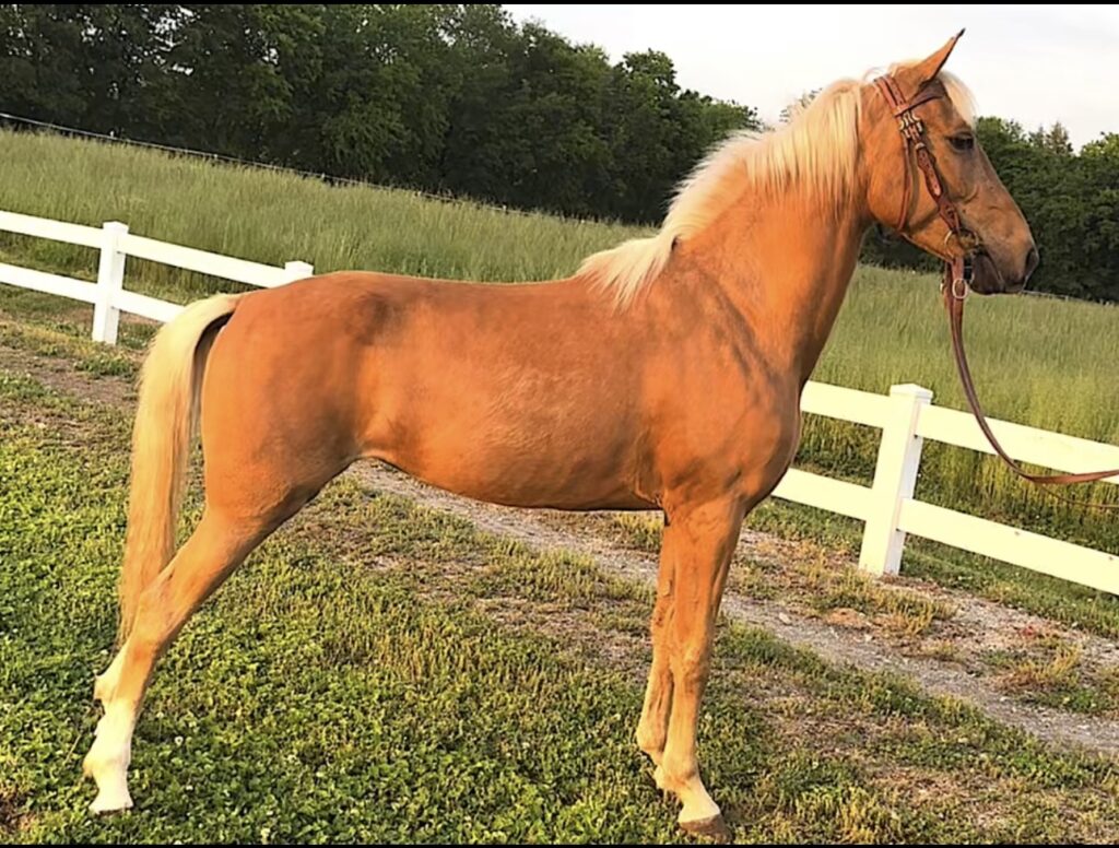 Home Classic Horse Auction