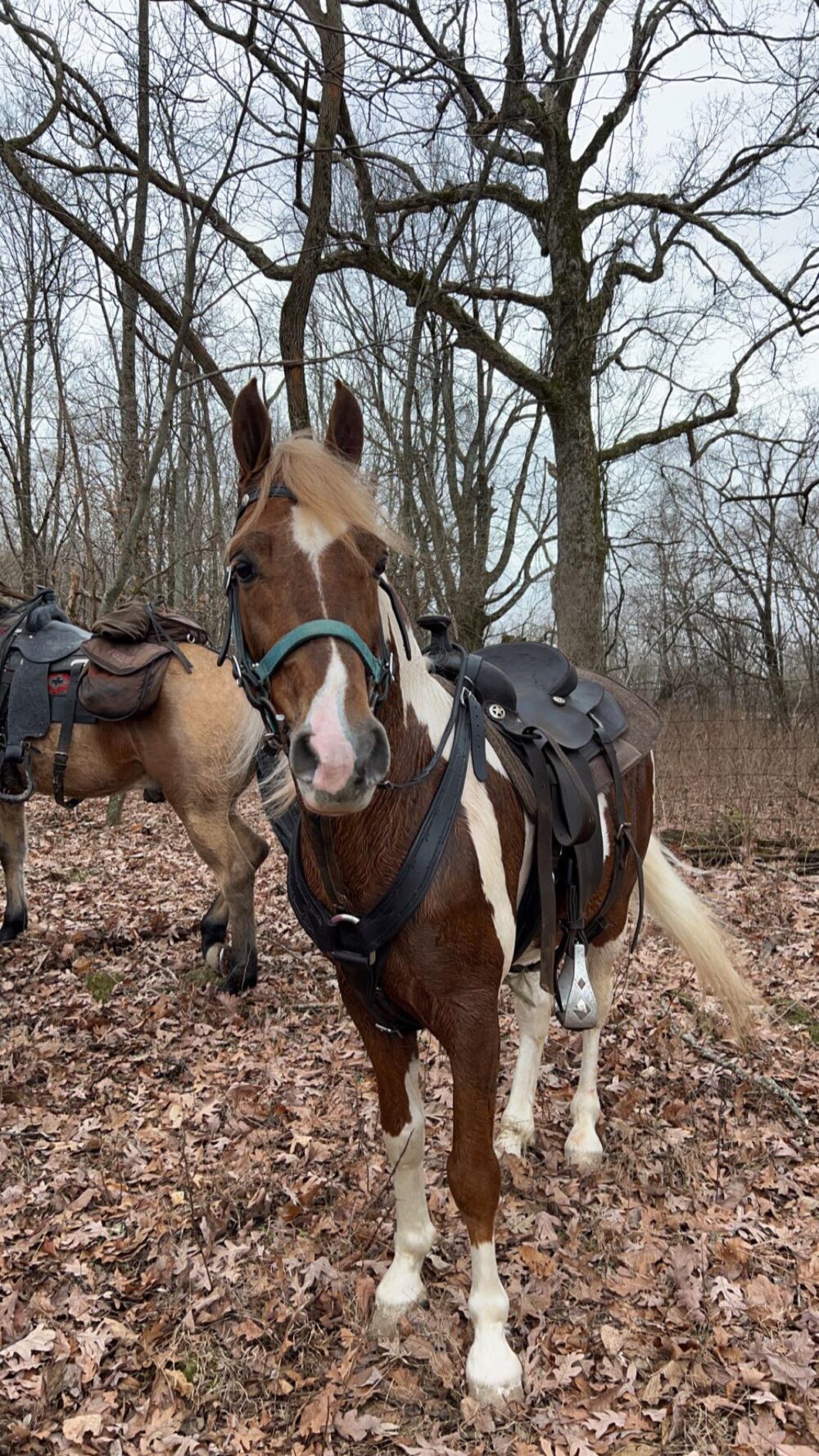 spotted saddle gelding