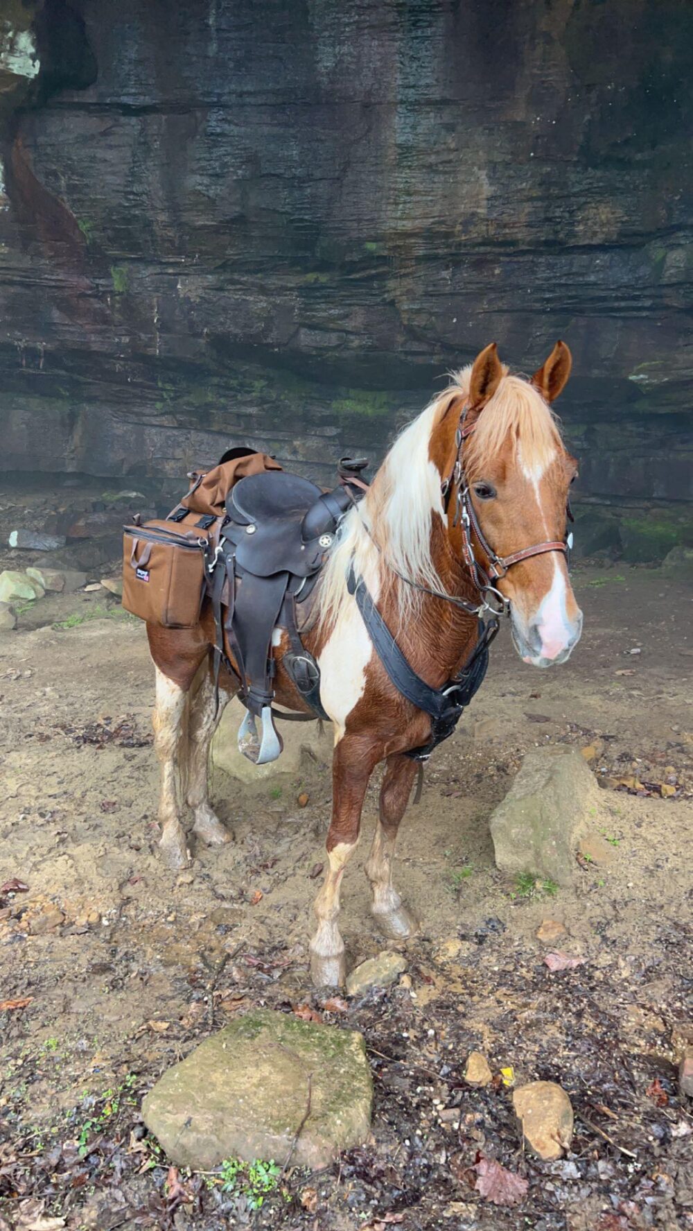 spotted saddle gelding