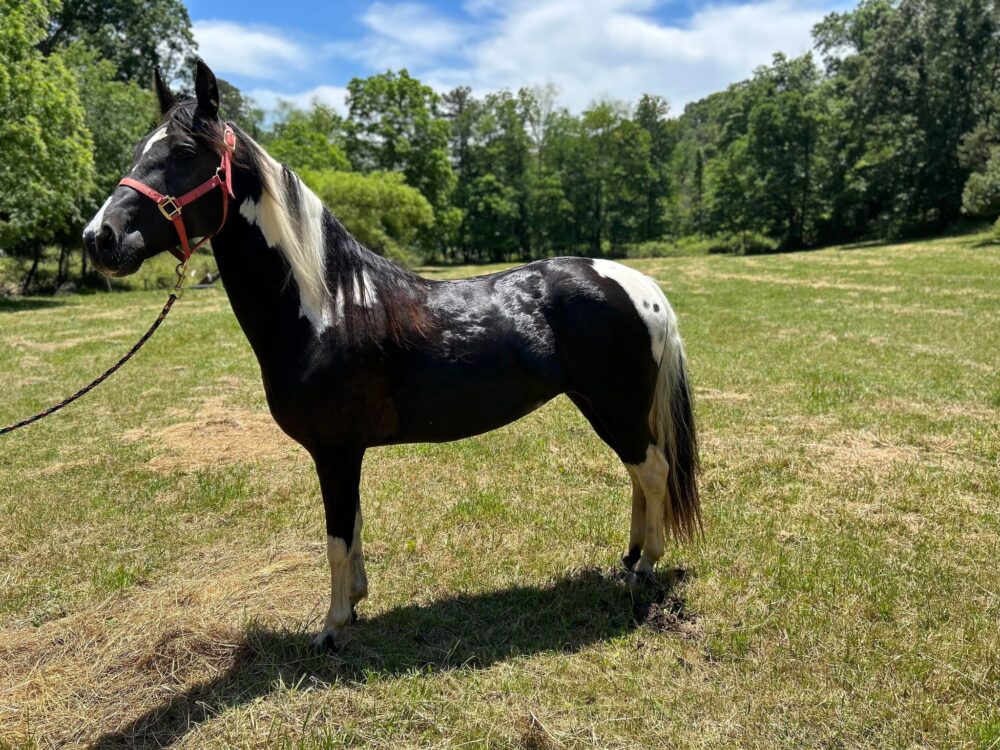 SPOTTED SADDLE MARE