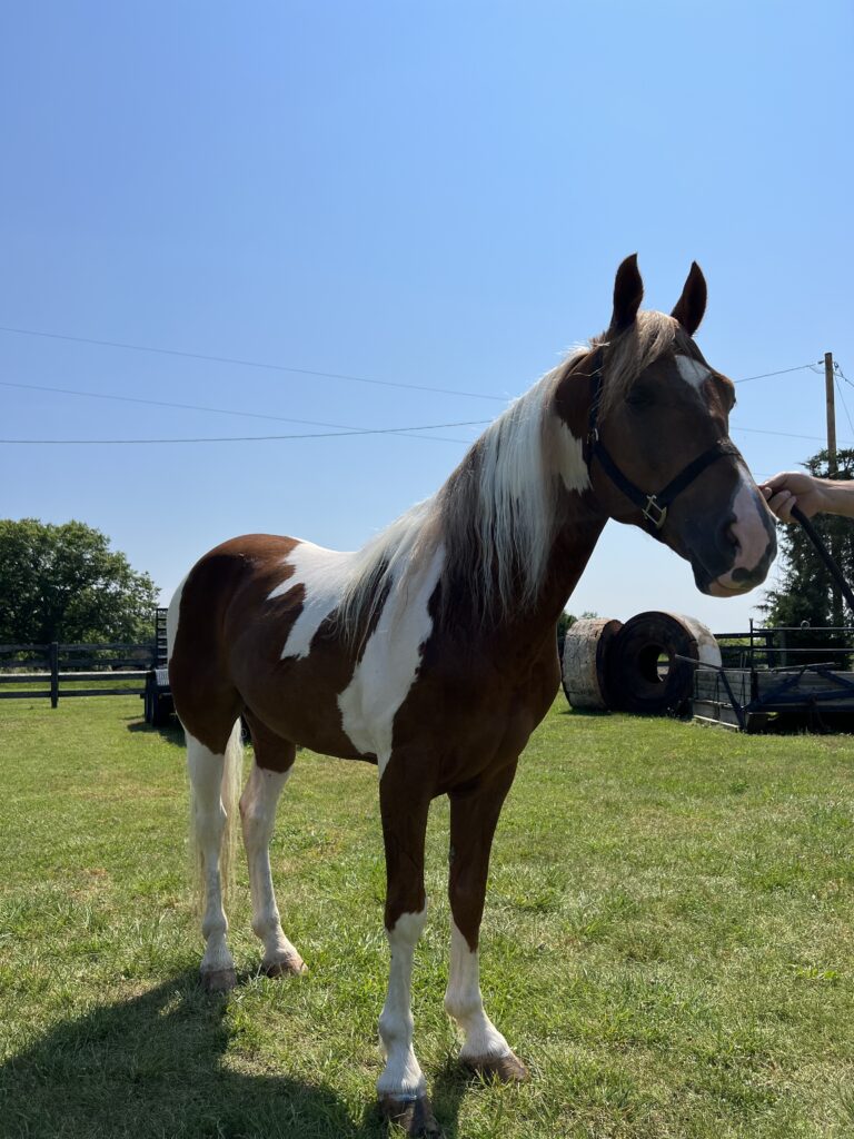 SPOTTED SADDLE GELDING COCHISE Classic Horse Auction