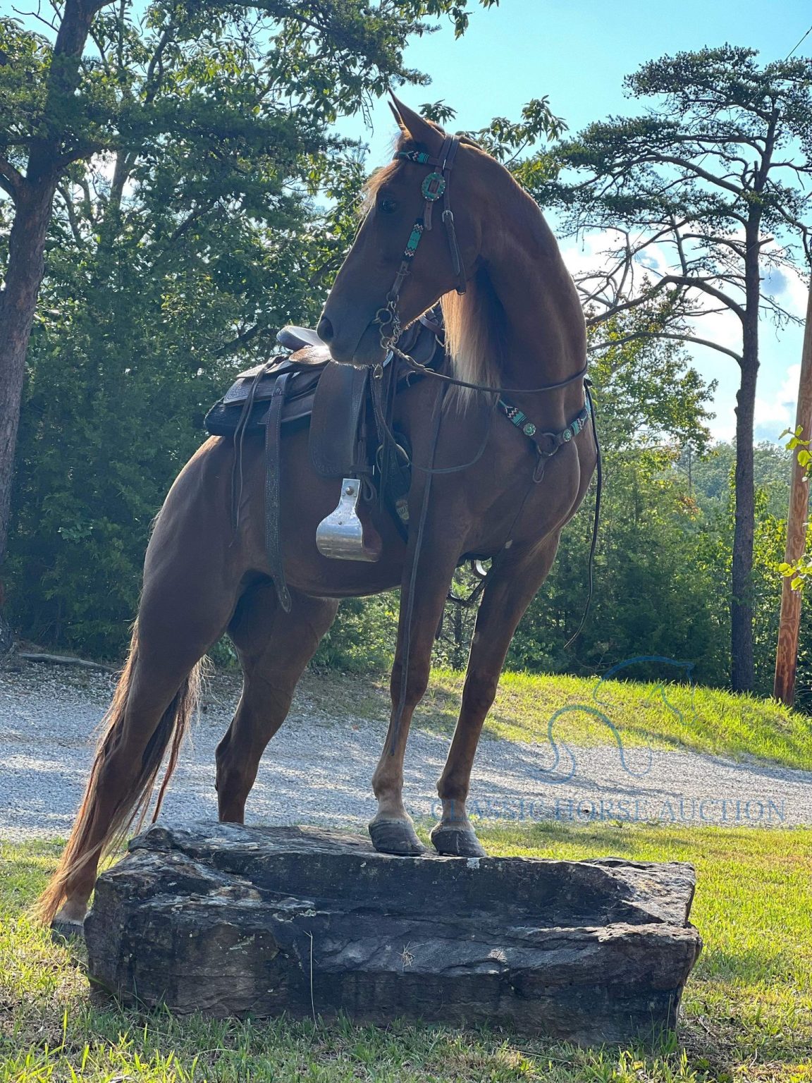 REGISTERED TENNESSEE WALKING HORSE MARE EXIT STRATEGY 𝙉𝙀𝙒 𝘿𝙊𝘾 𝘼𝘿𝘿𝙀𝘿 ...