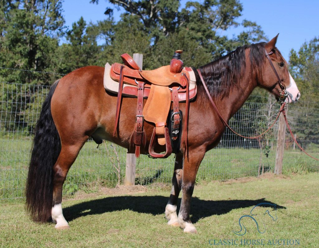 GYPSY SPORT HORSE GATLIN 𝙉𝙀𝙒 𝙑𝙄𝘿𝙀𝙊 𝘼𝘿𝘿𝙀𝘿 - Classic Horse Auction