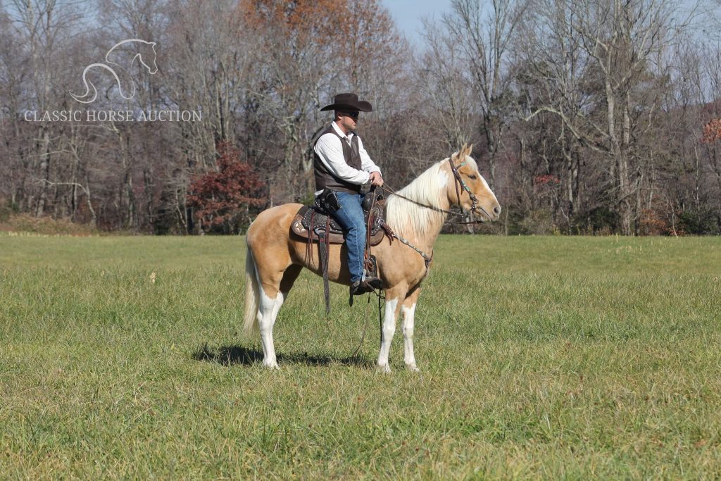 BEGINNER PALOMINO TOBIANO MARE SPOTTED SADDLE