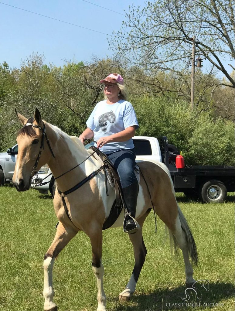 REGISTERED BUCKSKIN TOBIANO TENNESSEE WALKING HORSE