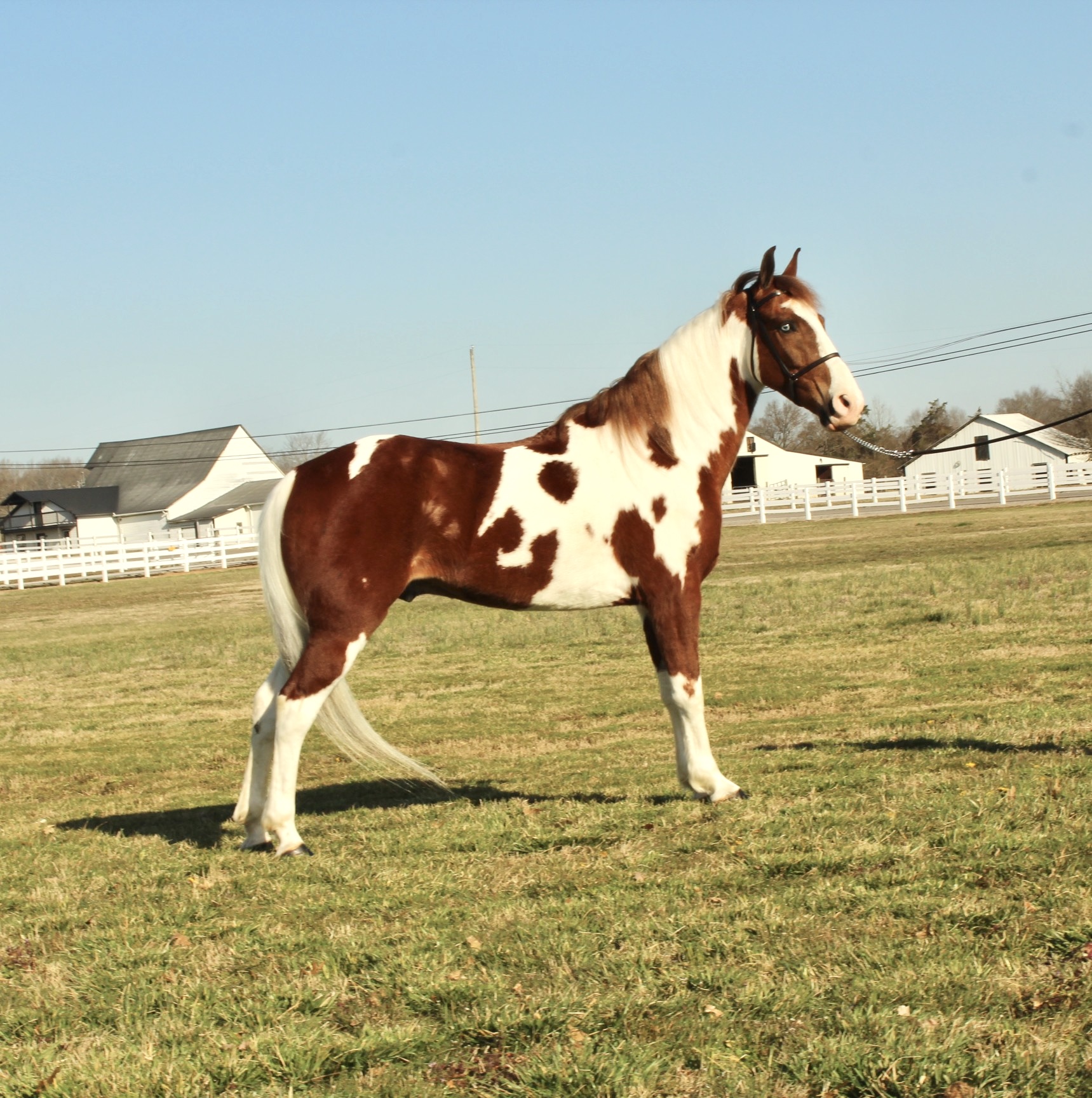 OLLIE - Image 12
