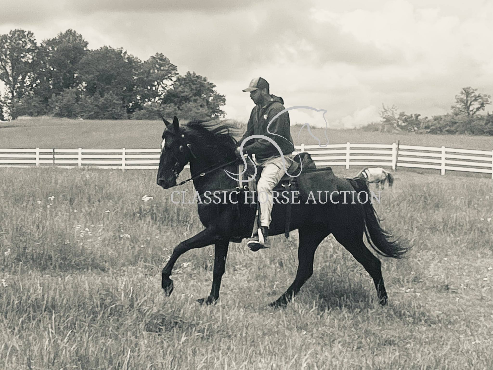 HONORING PALM BEACH - Image 3