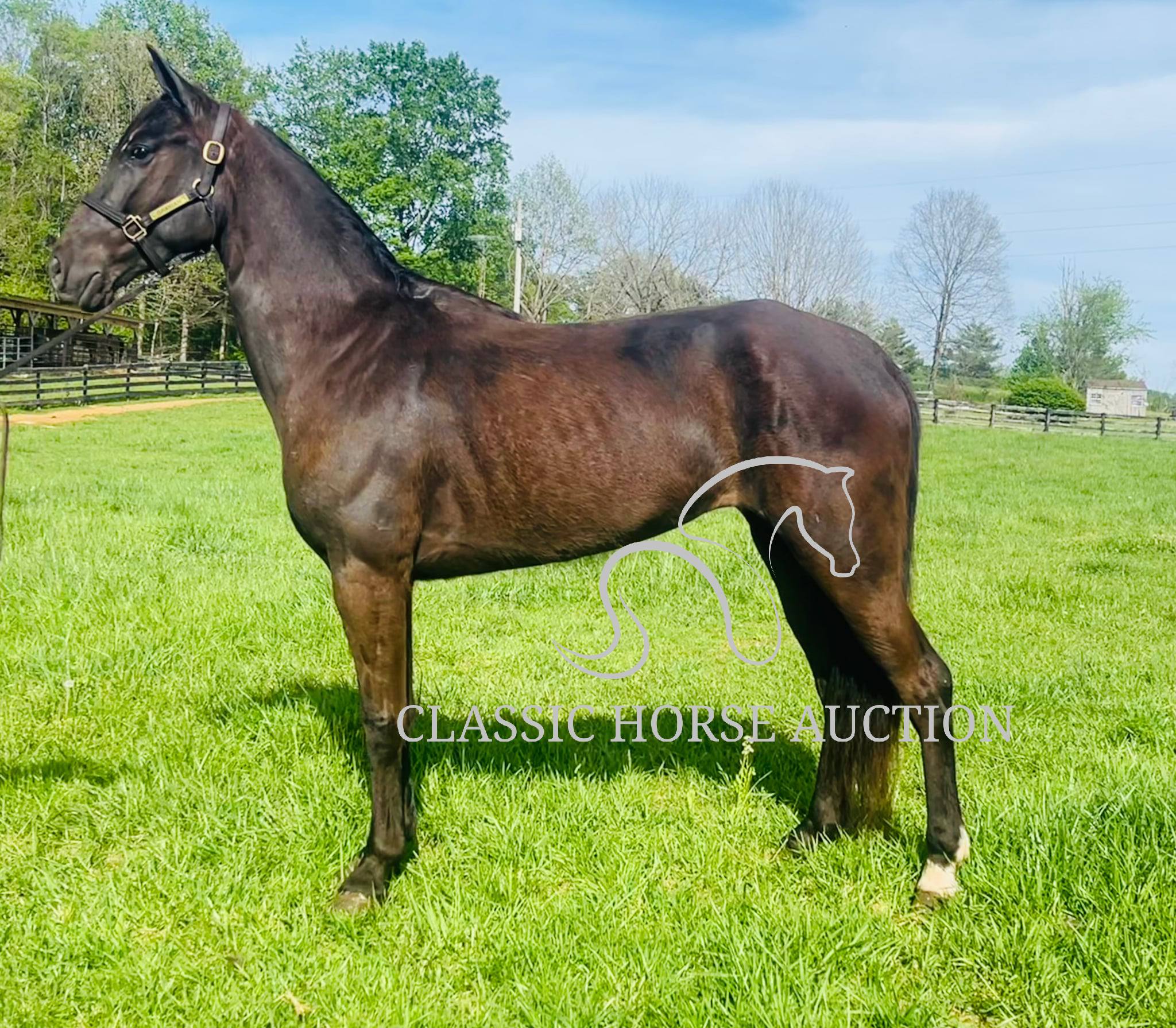 HONORING PALM BEACH - Image 10