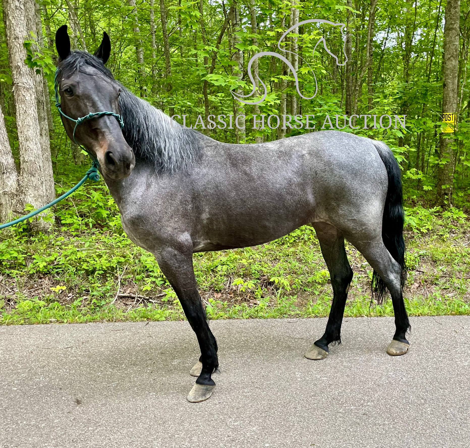 DELTA DAWN - Image 5