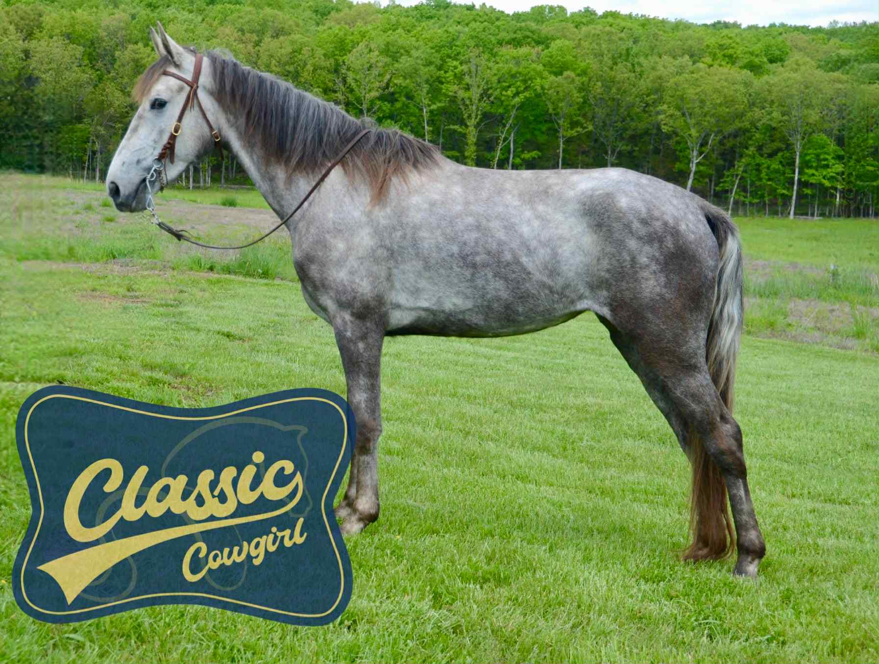 Whistlin' Miss Dixie "CLOUDY"