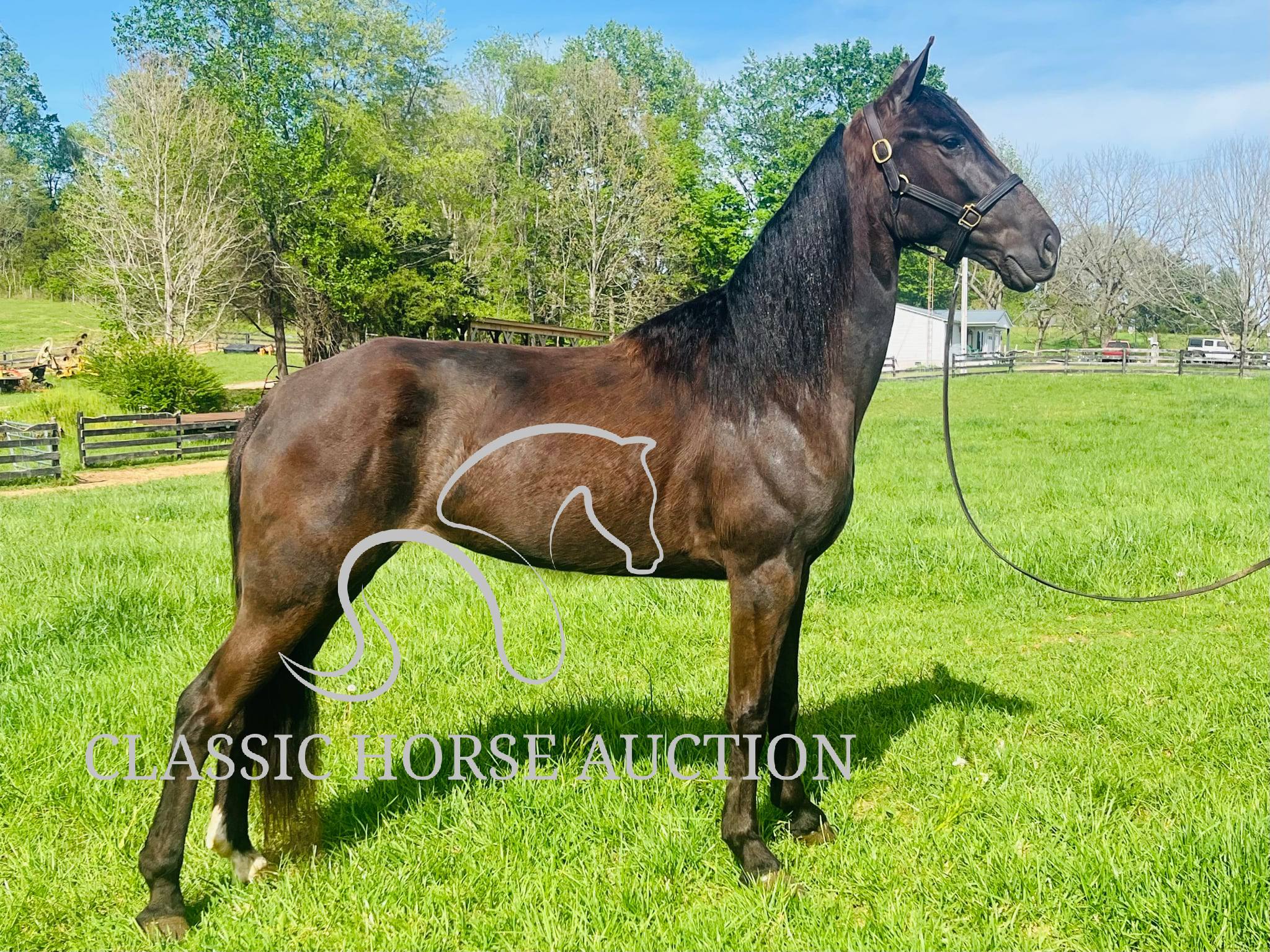 HONORING PALM BEACH - Image 13