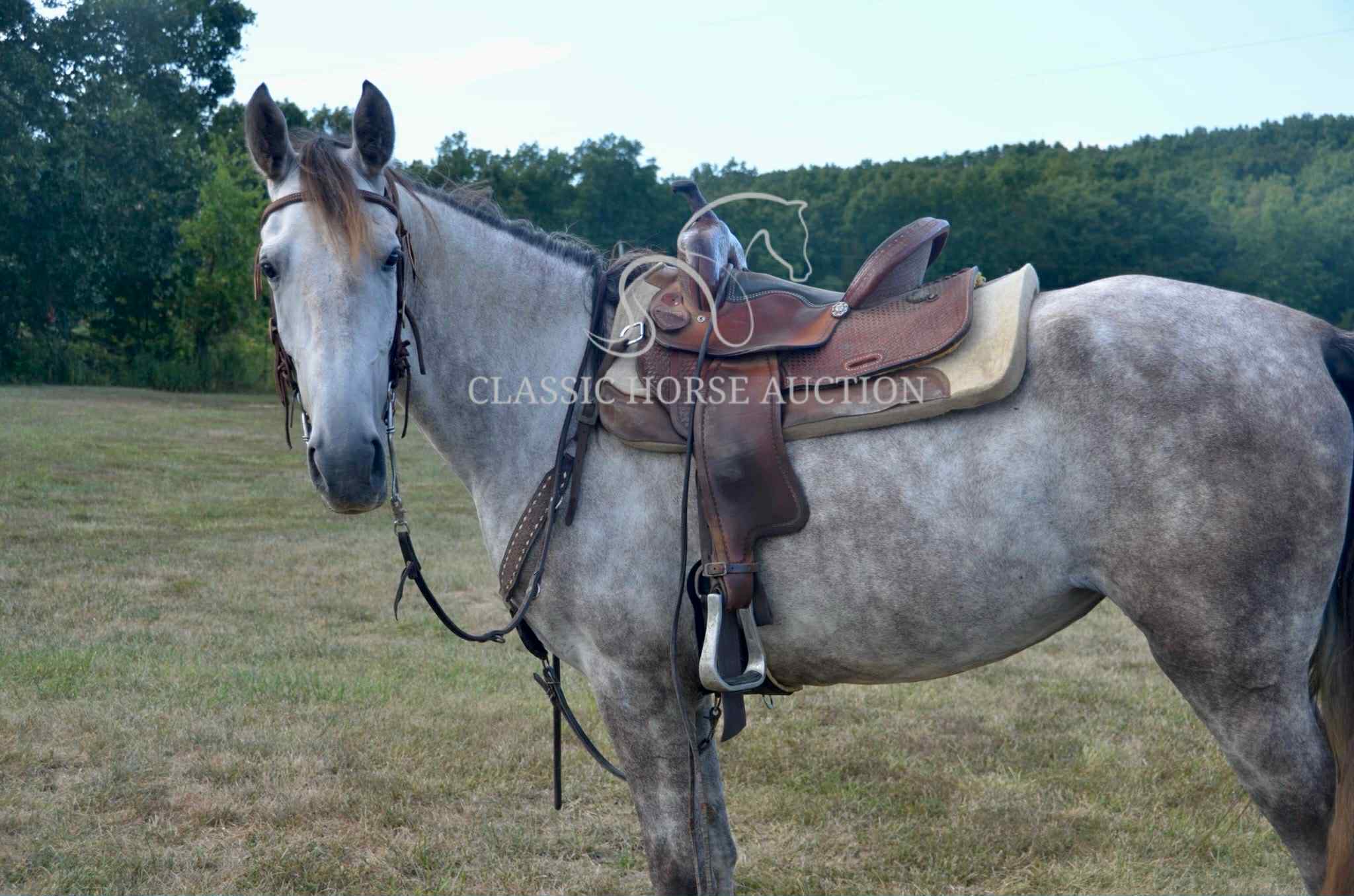 Whistlin' Miss Dixie "CLOUDY" - Image 12