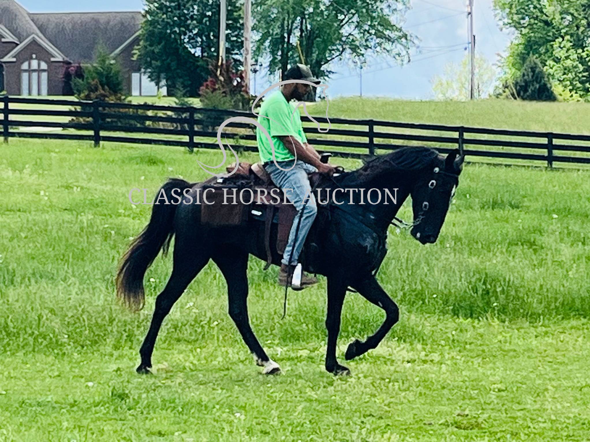 HONORING PALM BEACH - Image 5