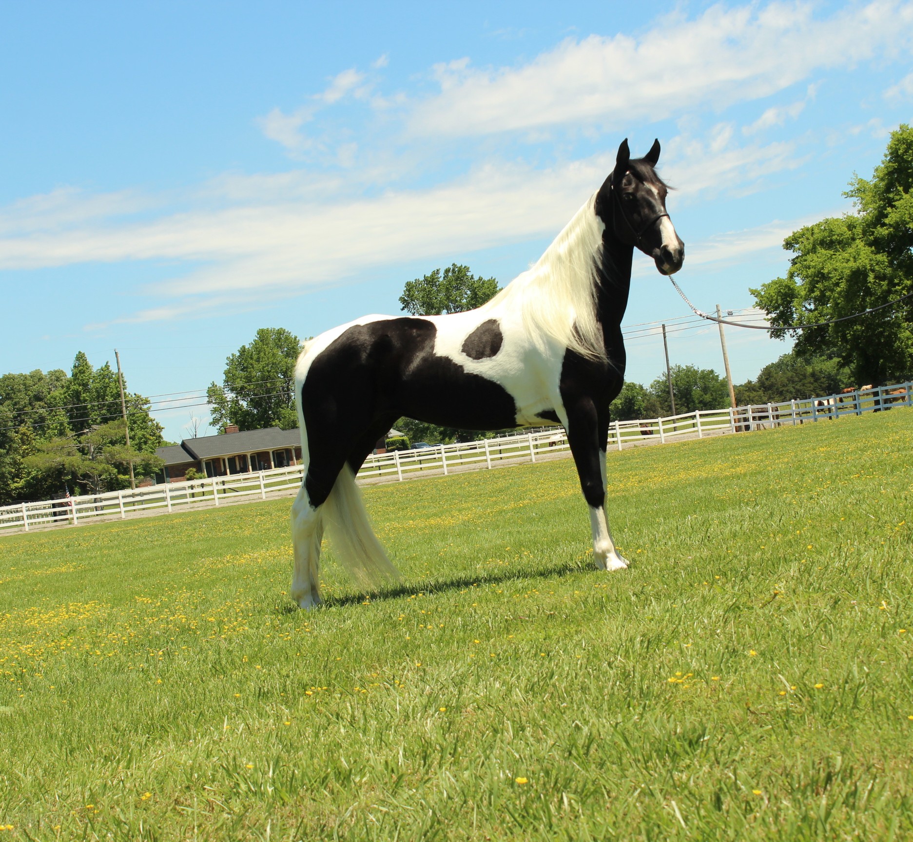 PEARL - Image 15