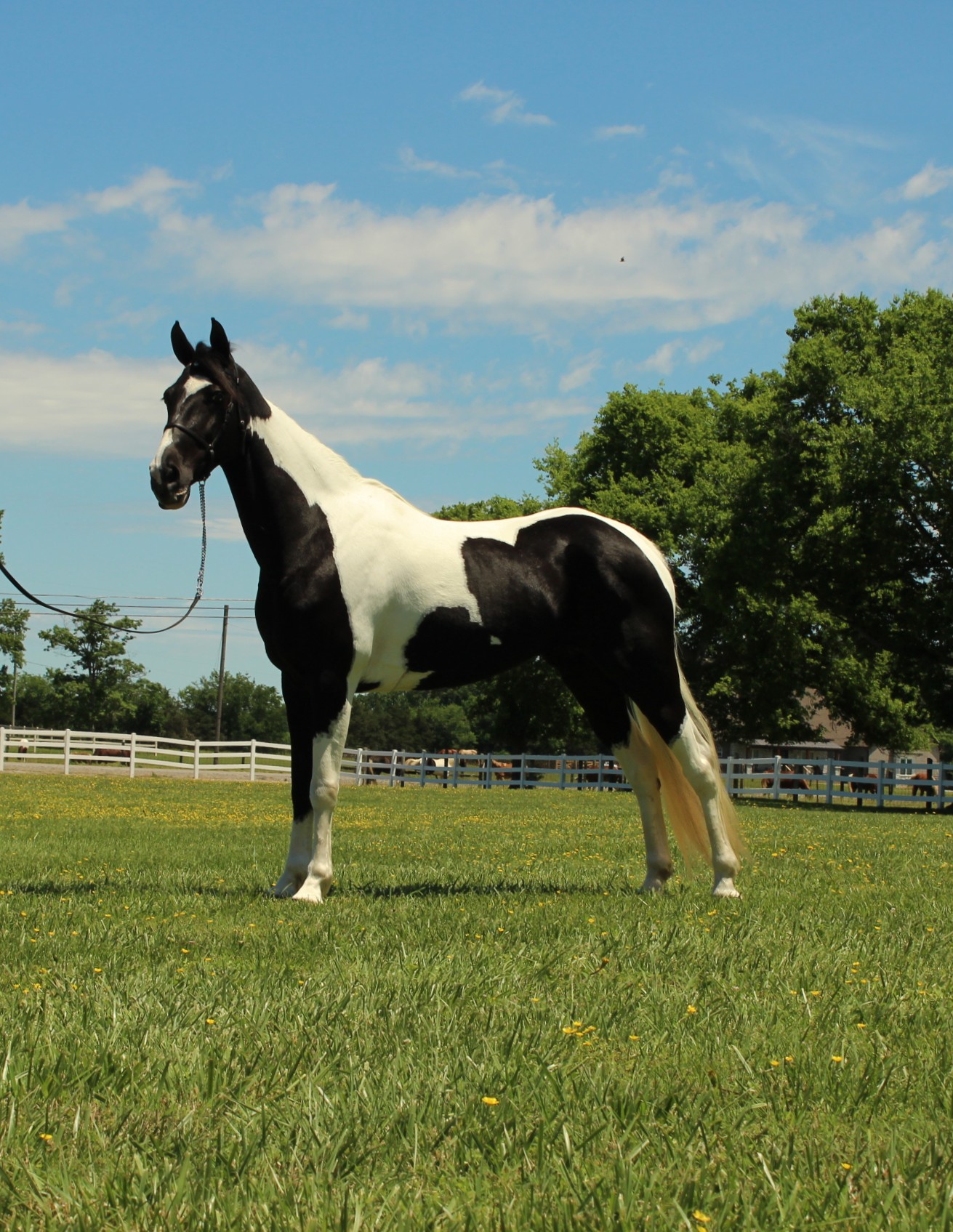 PEARL - Image 14