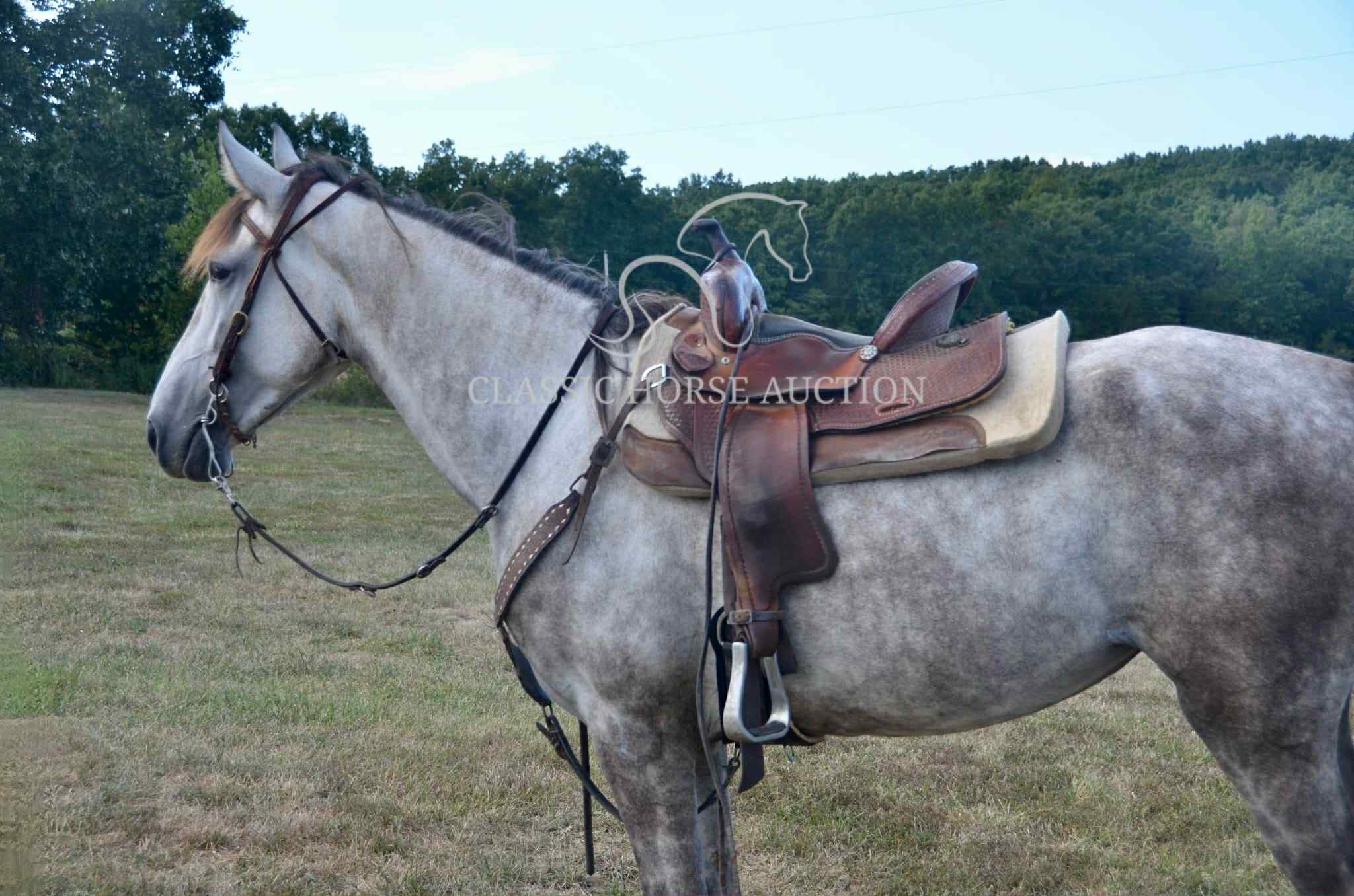 Whistlin' Miss Dixie "CLOUDY" - Image 9